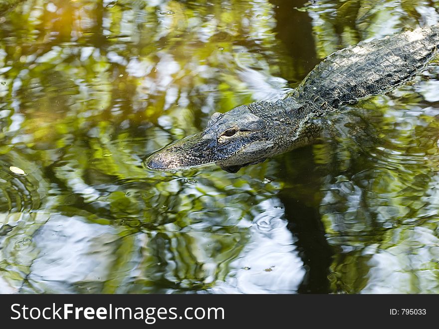 American alligator. American alligator