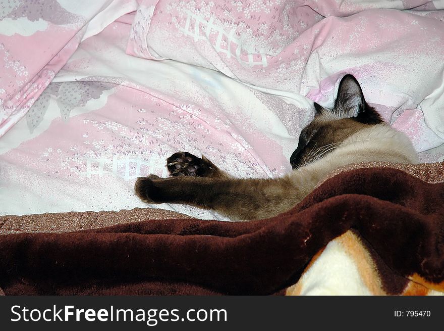 Sleeping cat in the bed, covered with blanket