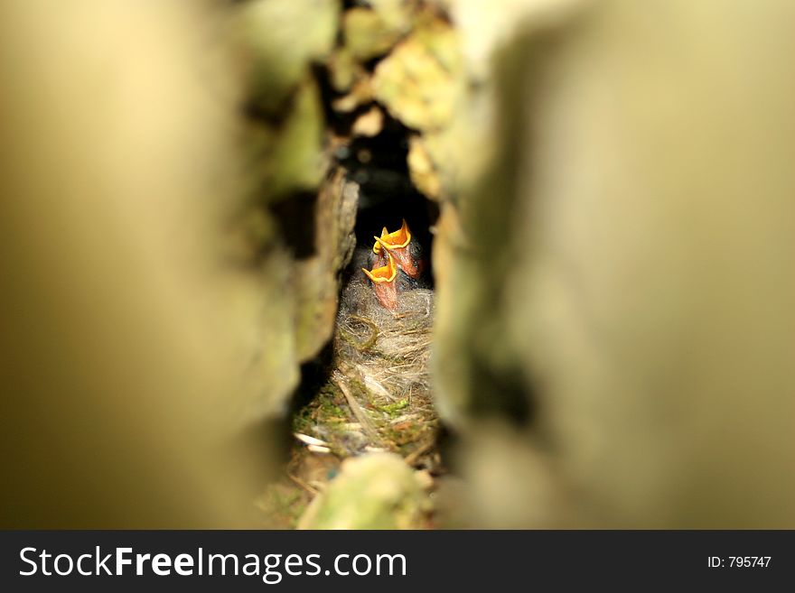 Nest with 3 little bird babies. Nest with 3 little bird babies