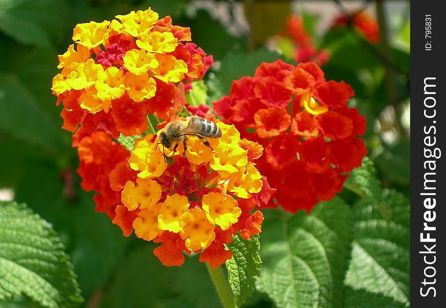 Bumble bee in red and yellow flowers recollecting nectar