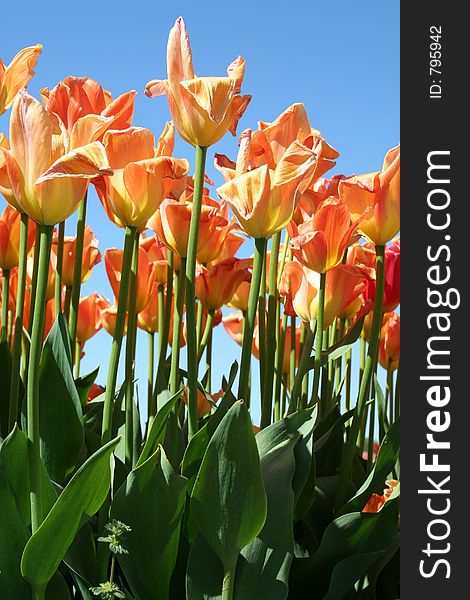 Bright and beautiful Tulip time. Bright and beautiful Tulip time