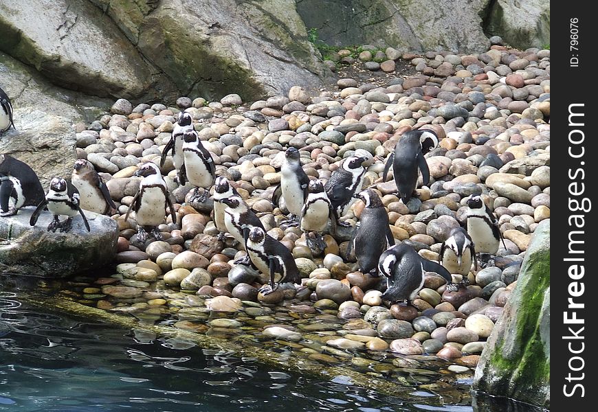 A group of Penguins play near the water