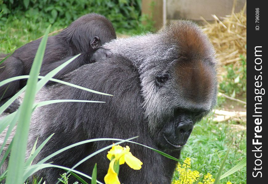 A mother and baby gorilla. A mother and baby gorilla