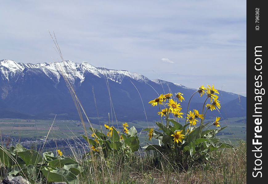 This picture was taken at the National Bison Range and shows balsamroot flowers and the Mission Mountains. This picture was taken at the National Bison Range and shows balsamroot flowers and the Mission Mountains.