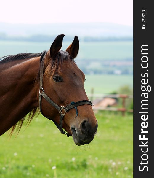 Horse portrait, horse on farm