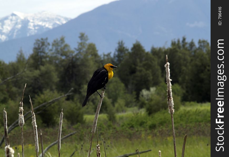 This picture, depicting the yellow-headed blackbird, was taken at the National Bison Range in western Montana.