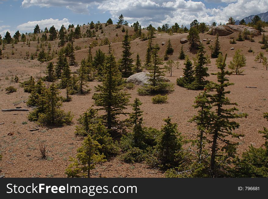 Young evergreen forest near lake in Colorado. Young evergreen forest near lake in Colorado