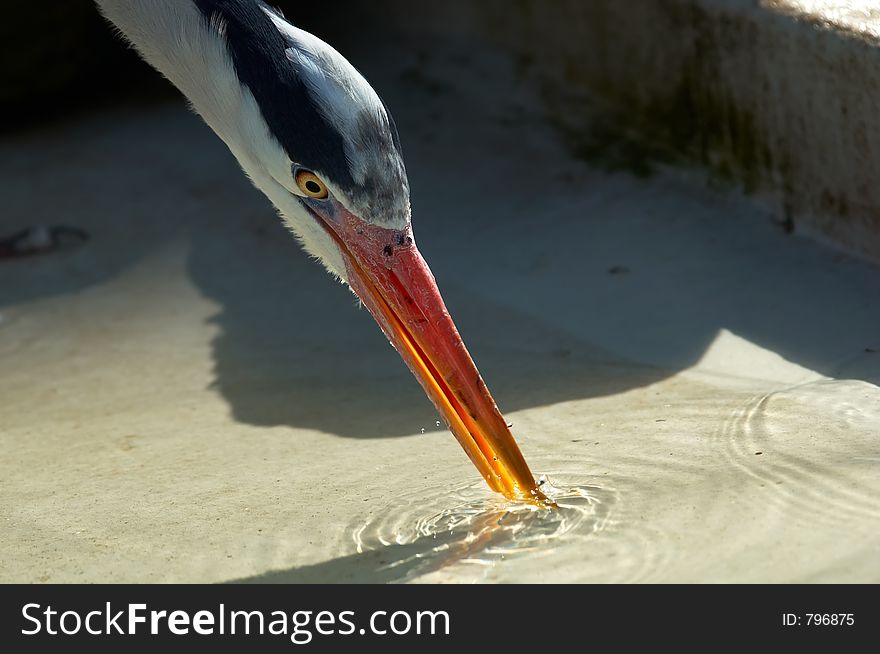 A thirsty heron