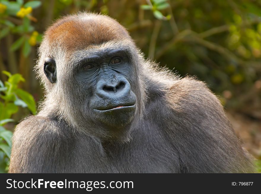 A portrait of a gorilla. A portrait of a gorilla