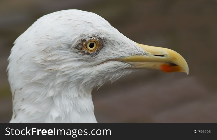 Portrait Of A Wet Looking Seagull