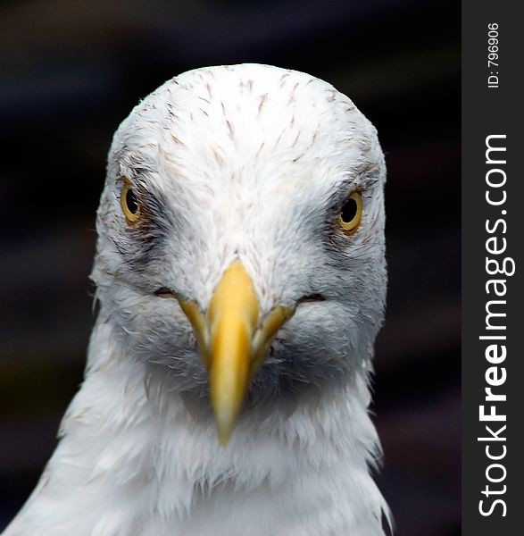 Portrait of a seagull. Portrait of a seagull