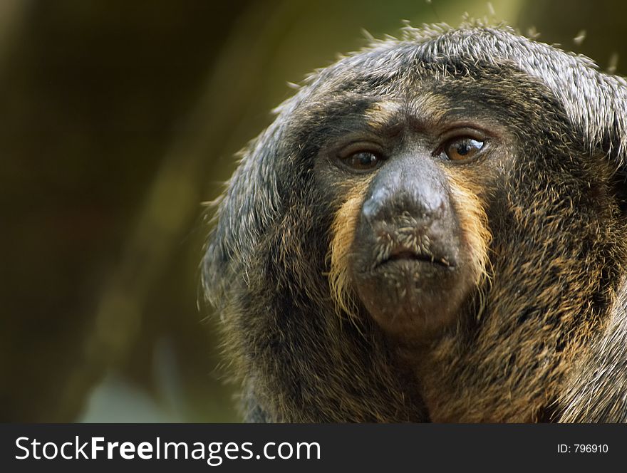 Portrait of a monkey. Portrait of a monkey