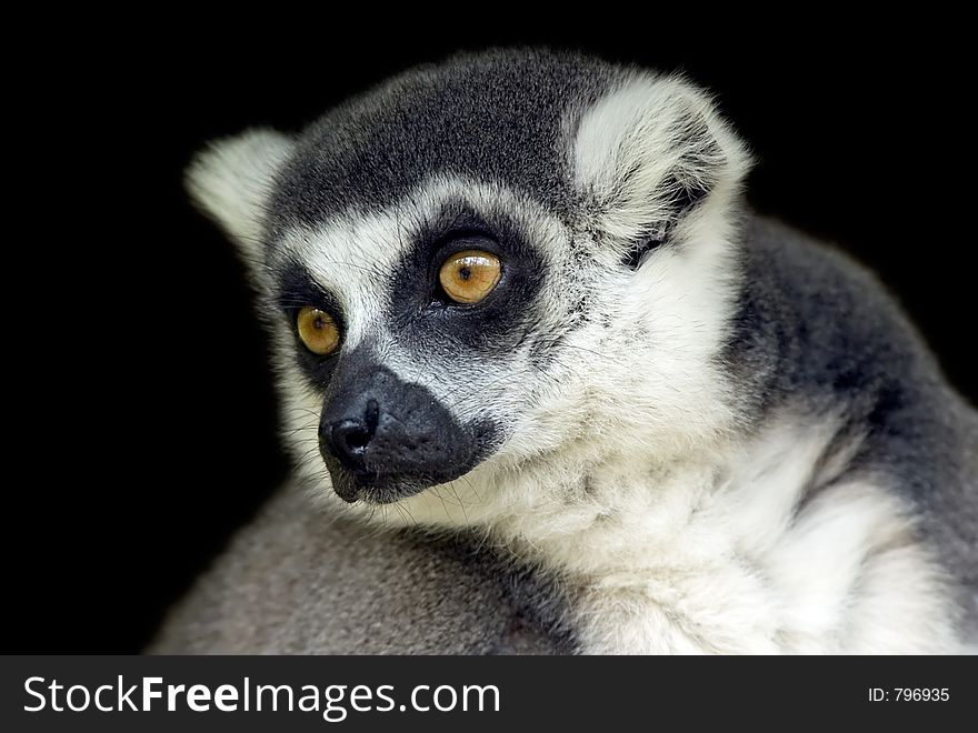 Portrait of a ring tailed lemur looking sideways. Portrait of a ring tailed lemur looking sideways