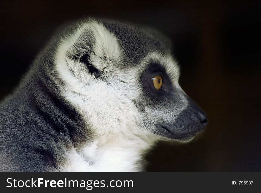 Ring Tailed Lemur Looking Sideways