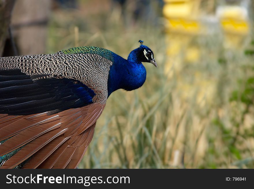 A peackock with beautiful feathers