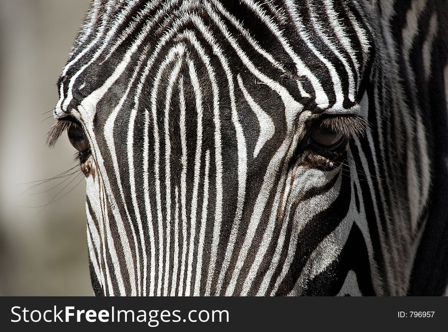 Zebra up close