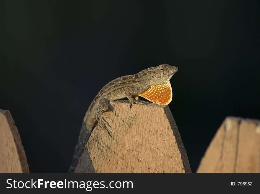 Florida garden variety lizard at sunset