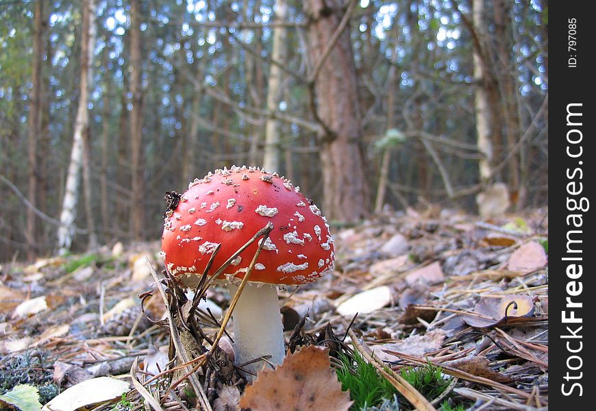 Red mushroom