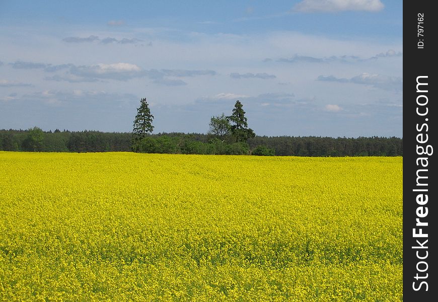 Rapeseed field in west Poland. Rapeseed field in west Poland