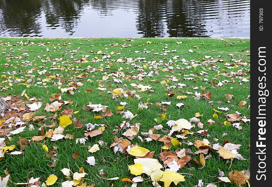 Autumn leaves on a city riverbank