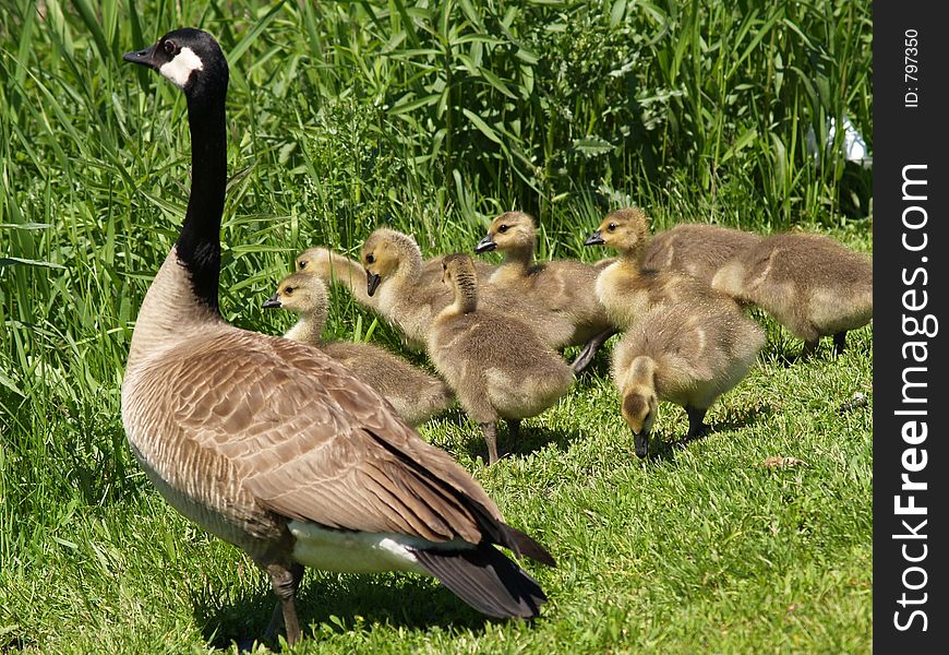 Mother goose with babies. Mother goose with babies