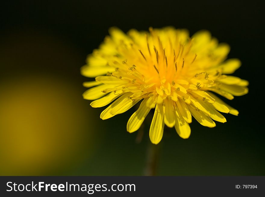 Horizontal macro shot of a common dandelion. Horizontal macro shot of a common dandelion.