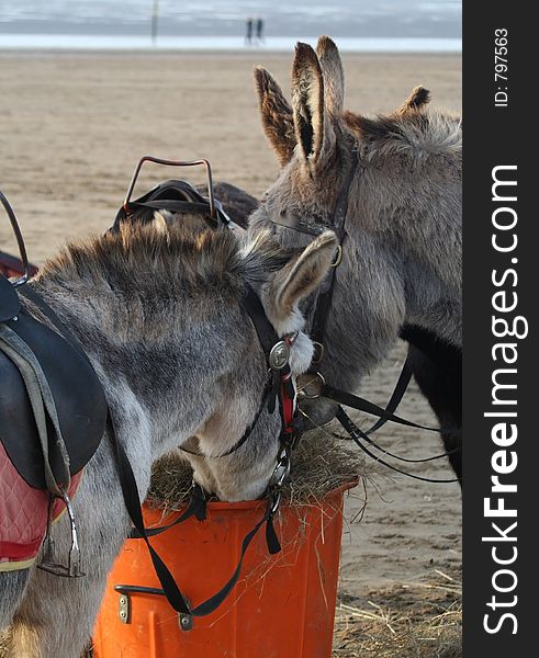 Beach Donkeys Eating Hay on Weston-Super-Mare beach