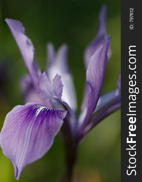 Purple iris in front of blurred background