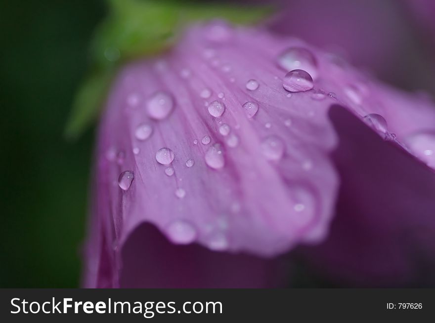 Purple poppy with morning dew