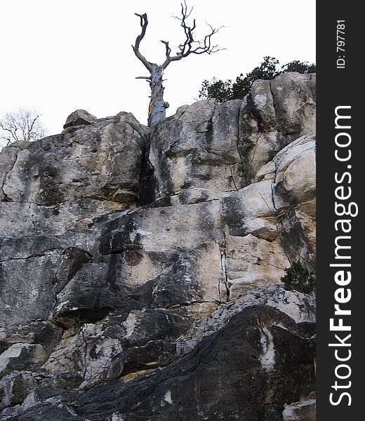 Rock and pine in Caucasus mountains
