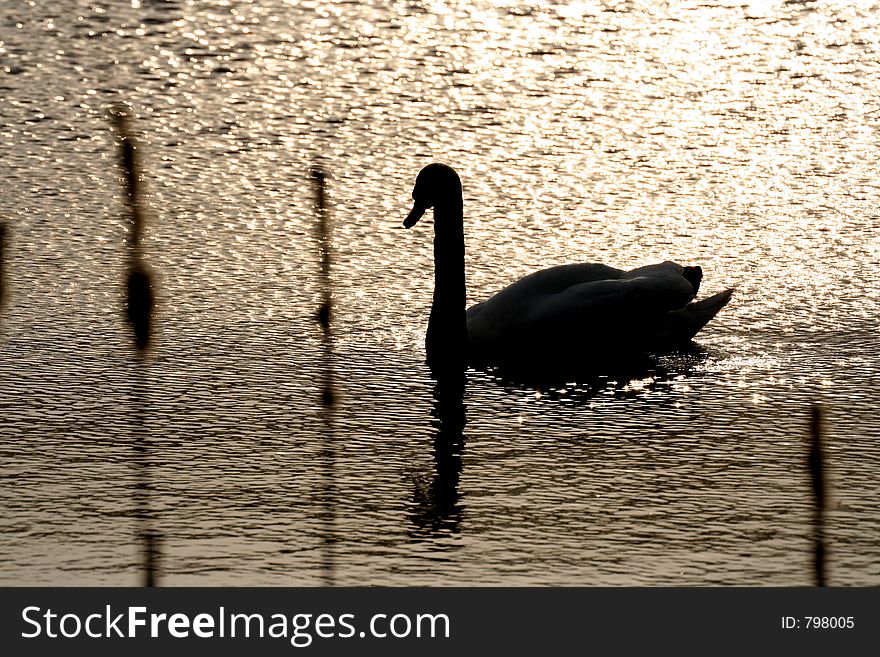 Mute swan in Biebra National Park, Poland, on a sunset. Mute swan in Biebra National Park, Poland, on a sunset