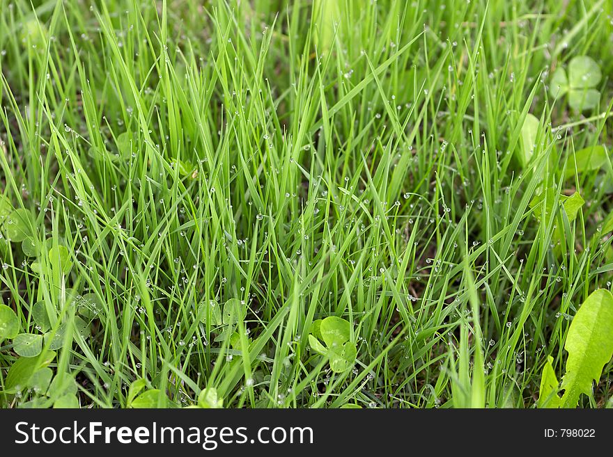 Grass background. Grass background