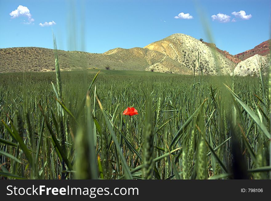 Alone poppy in a huge field