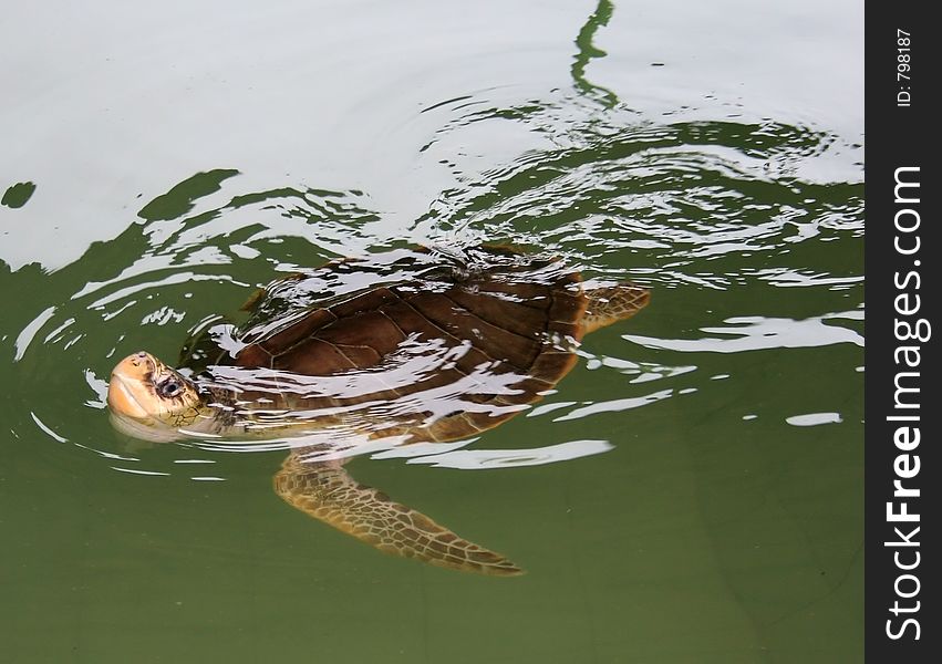 Hornbill turtle, swimmng