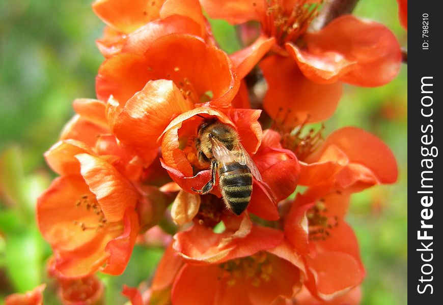 Qunce with bee. Qunce with bee