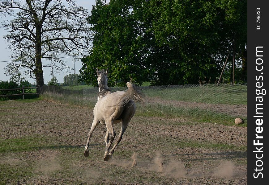 Arabian horse running