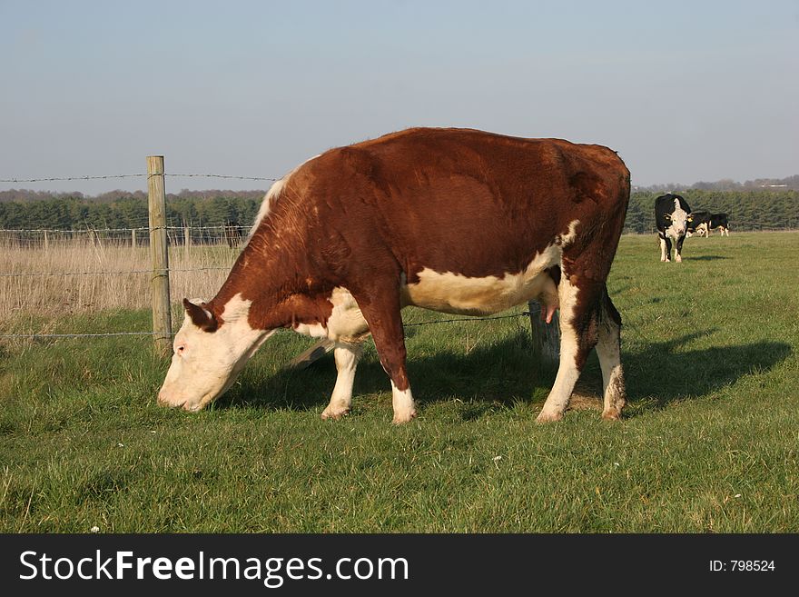Brown cow grazing