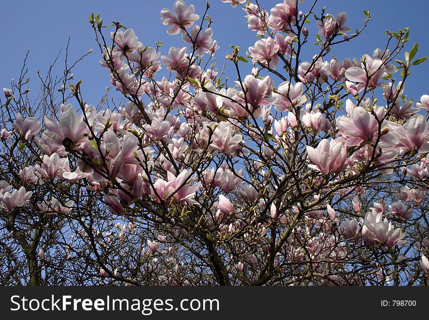 Magnolia in bloom against blue sky