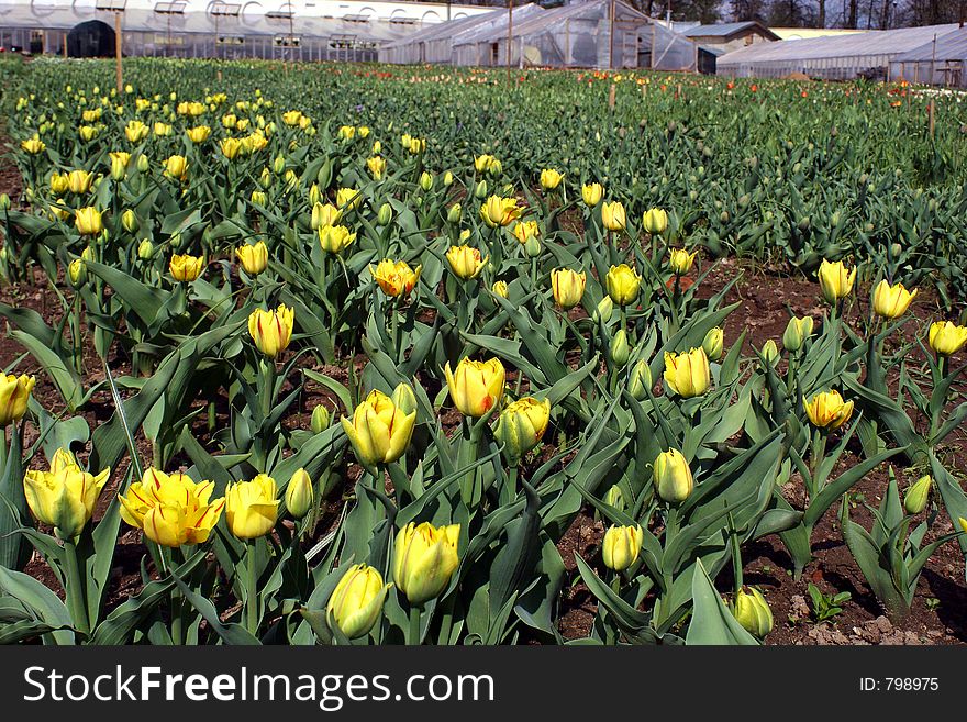 Tulips.