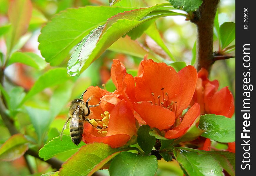 Flowering quince with bee