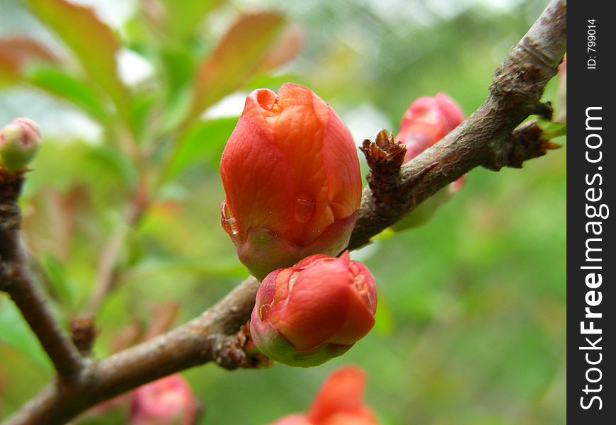 Bud of quince