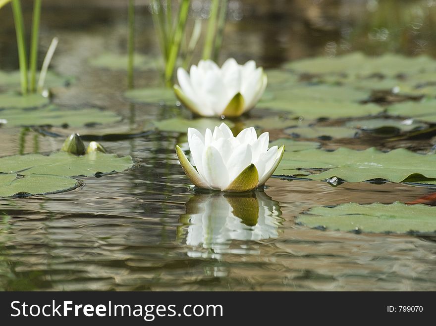 Waterlilies and reflection. Waterlilies and reflection