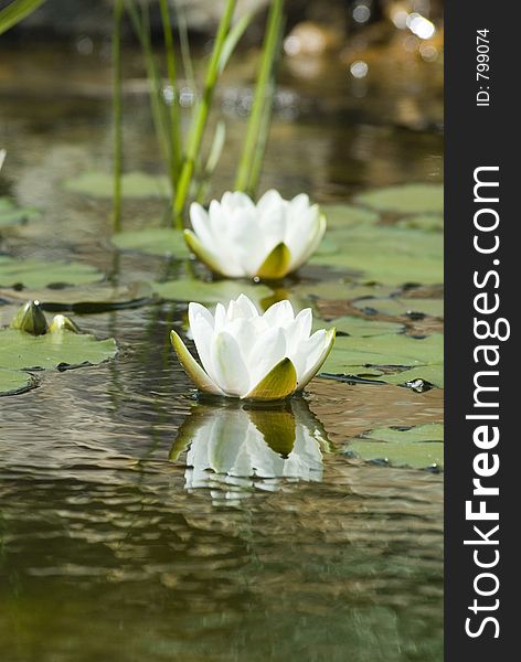 Waterlilies with reflection. Waterlilies with reflection