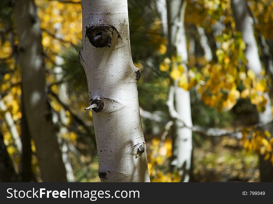 The detail of an aspen trees bark is shown with selective focus. The golden leaves of fall can be seen in the background. The detail of an aspen trees bark is shown with selective focus. The golden leaves of fall can be seen in the background