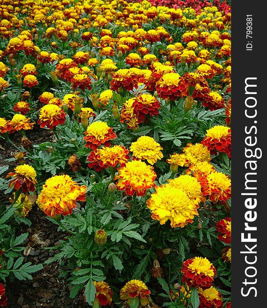 Sea of Yellow and Red Chrysanthemum