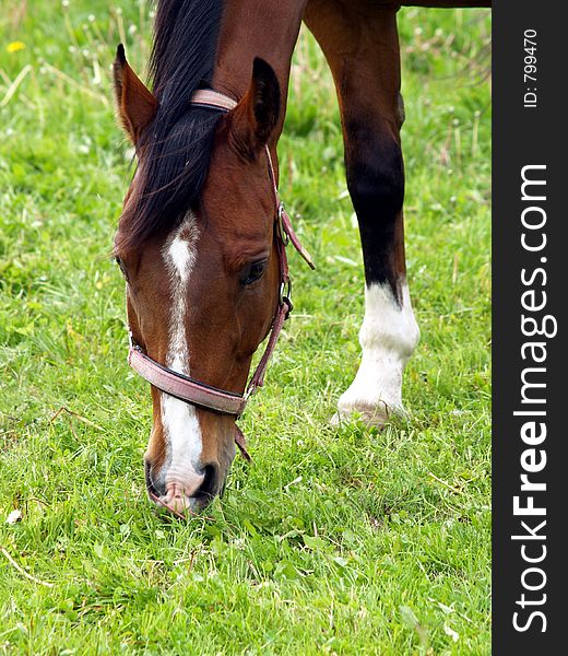 Horse on farm