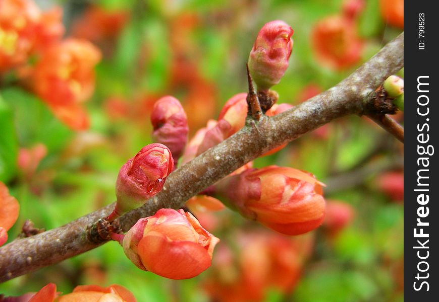 Buds of quince