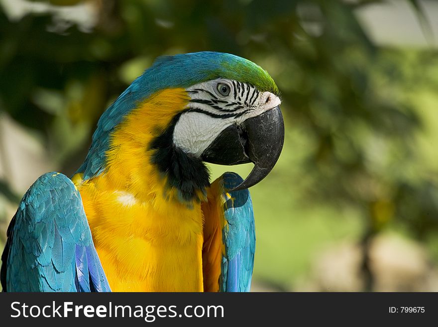 A bust shot of a Blue and Gold Macaw - Parrot. Composed with room for text. Hi Res
