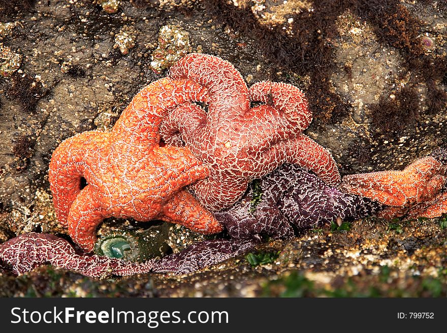 A group of colorful starfish. A group of colorful starfish