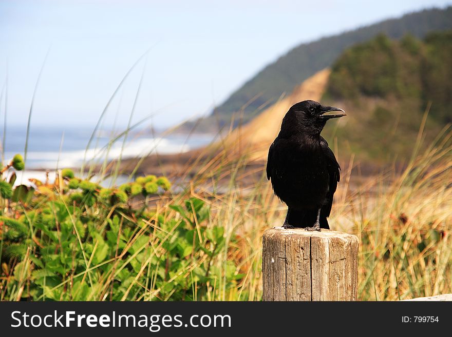A Crow perched at the beach. A Crow perched at the beach